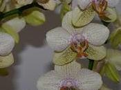 Orchidee... passione!