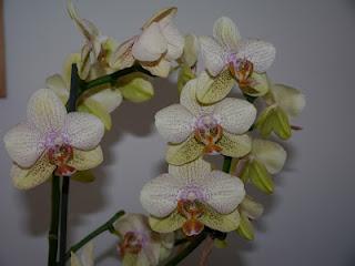 Orchidee... la mia passione!