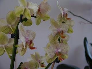 Orchidee... la mia passione!