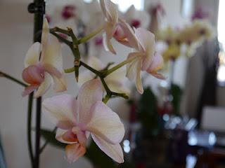 Orchidee... la mia passione!