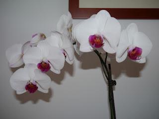 Orchidee... la mia passione!