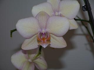 Orchidee... la mia passione!