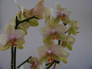 Orchidee... la mia passione!