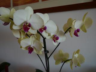 Orchidee... la mia passione!