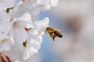 IL GRANDE SUCCESSO DEL MIELE DI MANUKA