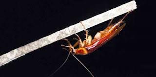 Scoperta manovra evasiva degli scarafaggi