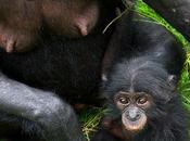 bonobo picchiano figli