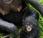 bonobo picchiano figli