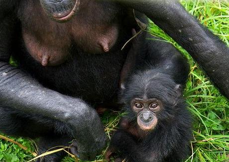 Pan paniscus (Bonobo baby and mother)