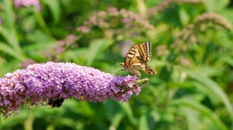 Una farfalla, in giardino.