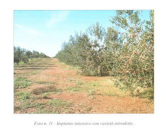 Olivicoltura del Salento leccese: La situazione attuale