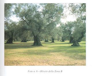 Olivicoltura del Salento leccese: La situazione attuale