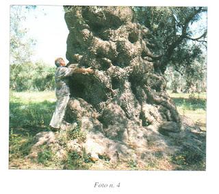 Olivicoltura del Salento leccese: La situazione attuale