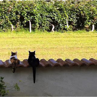 Gatti da giardino...2