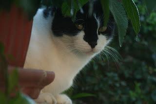 Gatti da giardino...2