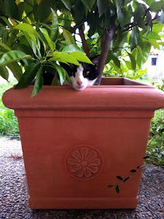 Gatti da giardino...2