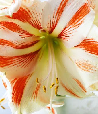 Flower Portraits