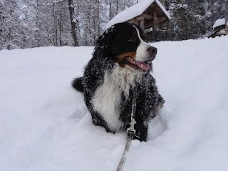 Bovaro del Bernese