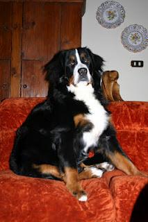 Bovaro del Bernese