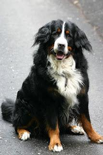 Bovaro del Bernese