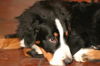 Bovaro del Bernese