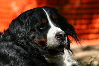 Bovaro del Bernese