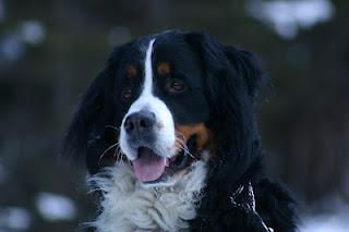 Bovaro del Bernese