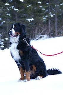 Bovaro del Bernese