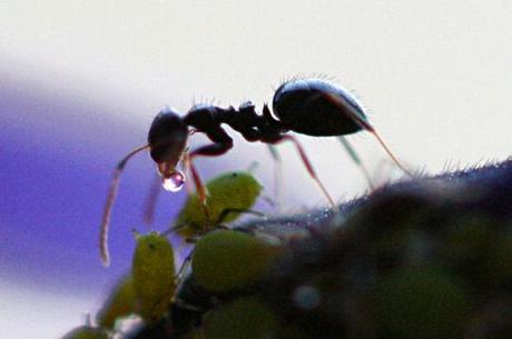 Guerra!! O delle formiche.