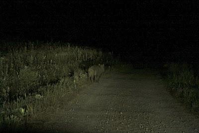 incontro notturno con un cinghiale