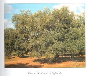 Il germoplasma olivicolo in provincia di Lecce