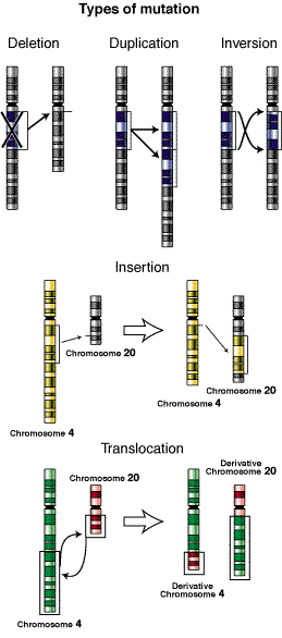 Le anomalie dei cromosomi e le mutazioni genetiche