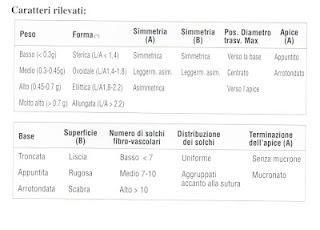 Recupero, conservazione, selezione e salvaguardia del patrimonio olivicolo