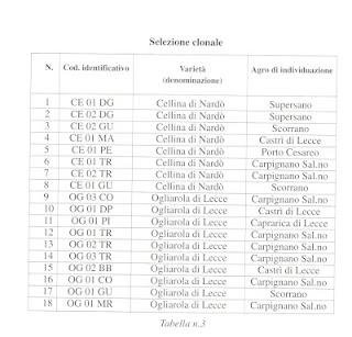 Recupero, conservazione, selezione e salvaguardia del patrimonio olivicolo