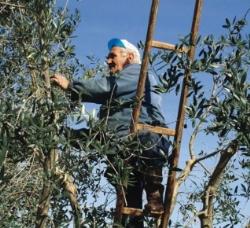 Porto Empedocle, è grave Calogero Contino, l'uomo è stato trafitto da un palo