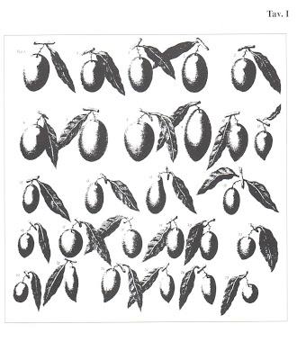 VARIETÀ' DESCRITTE DAL PRESTA