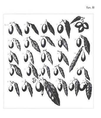 VARIETÀ' DESCRITTE DAL PRESTA