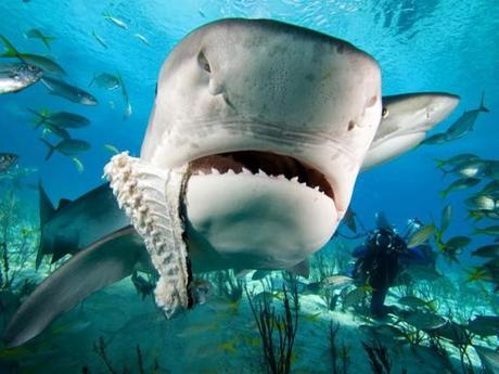Mette k.o. uno squalo tigre Attaccato in mare si difende a calci e pugni