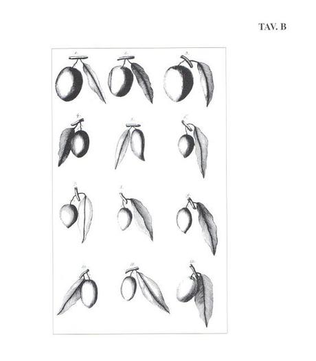 VARIETA' DESCRITTE DAL MOSCHETTINI