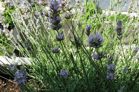 lavanda del mio terrazzo