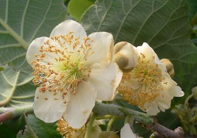 OGM nella Tuscia