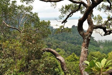 Borneo e la giungla urbana di Kuala Lumpur