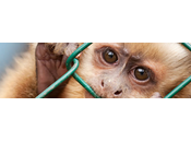 Stop Vivisection: contribuite anche voi!