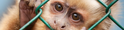 Stop Vivisection: contribuite anche voi!