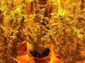 Serrenti Operatore sanitario coltiva marijuana Arrestato flagranza reato