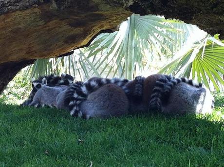 BIOPARC - VALENCIA.