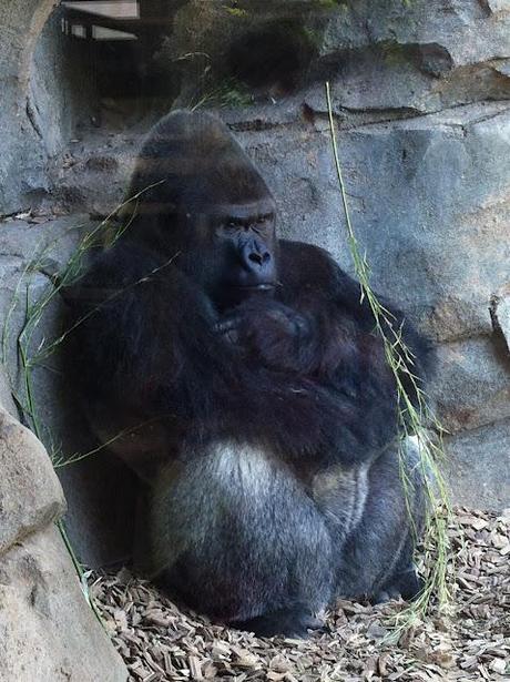 BIOPARC - VALENCIA.