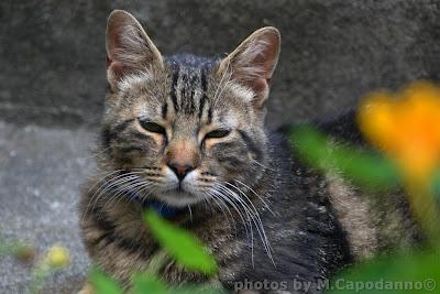 Gatti Positanesi...