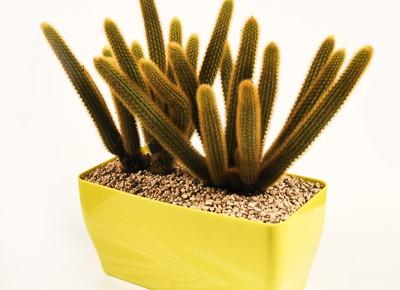 pianta grassa_35,00 euro