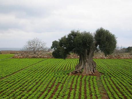 NEL SILENZIO VIGOROSO DELLA SERA